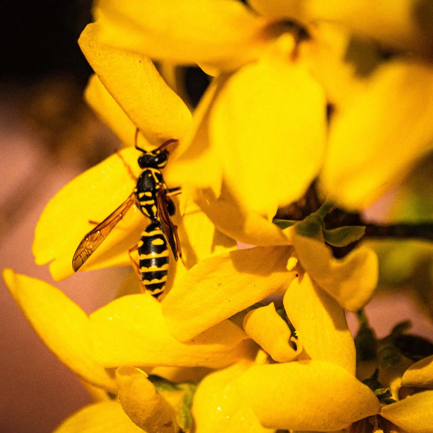 Guêpe sur une fleur