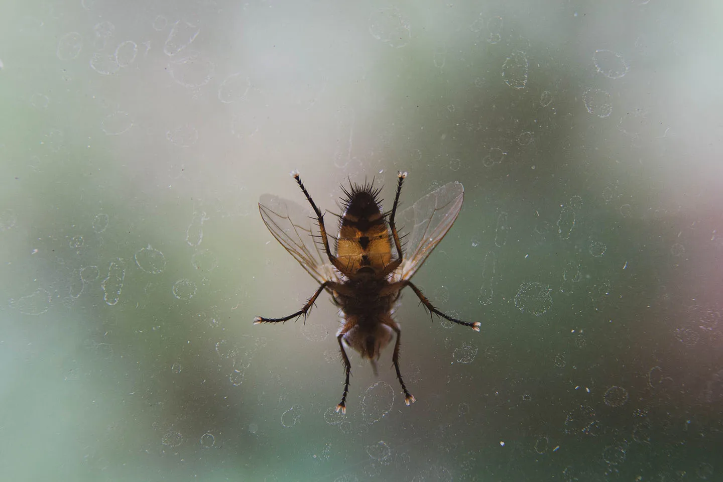 Mouche sur une vitre