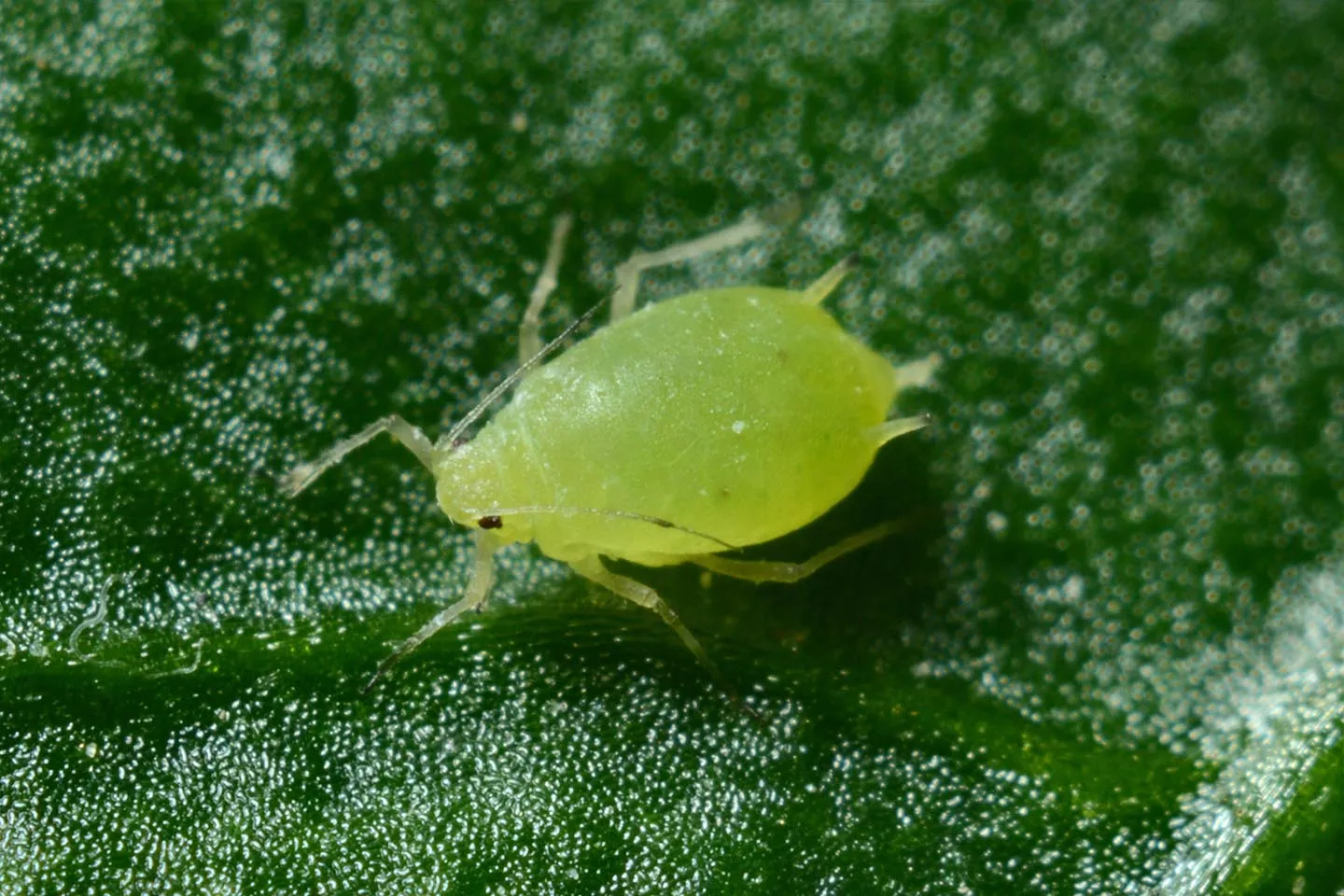 Puce sur une feuille